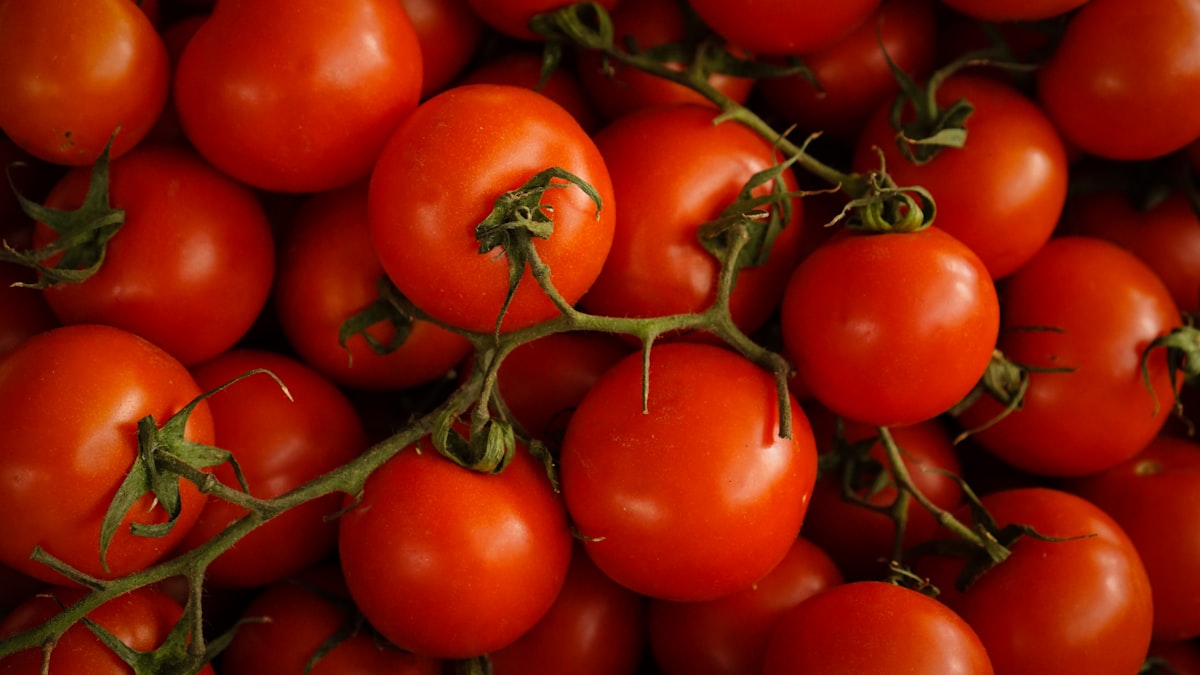 L'Italia è il secondo produttore mondiale di pomodoro da industria, con oltre 5,8 milioni di tonnellate raccolte nel 2025. (immagine illustrativa)